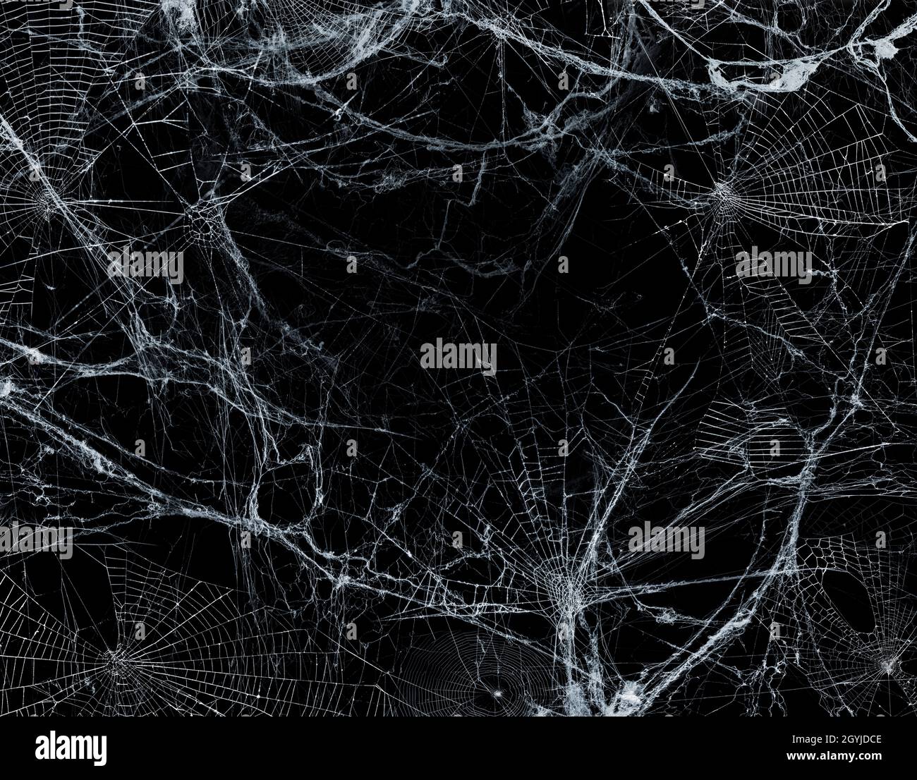 Spiderweb sobre la oscuridad negra - Halloween Background - Cobweb real Foto de stock