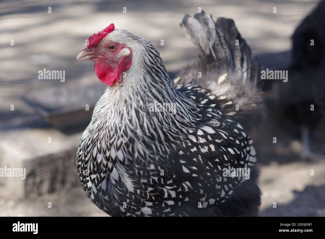 Una gallina blanca y negra que camina con ella gira la cabeza hacia los lados Foto de stock