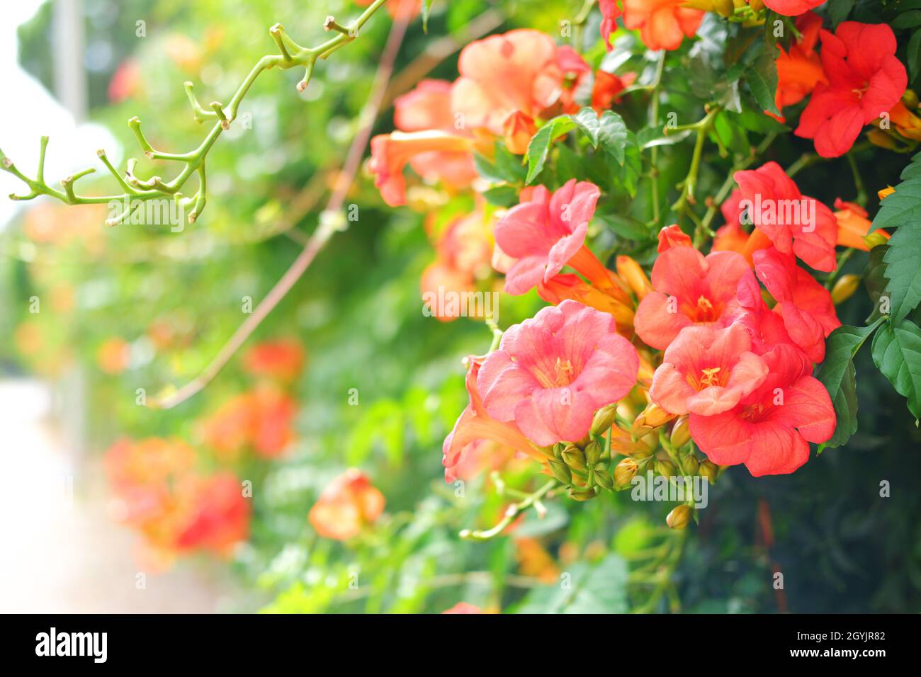 Rosa Trompeta Vine Flower -campsis radicans- en la pared en un soleado día de verano al aire libre Foto de stock