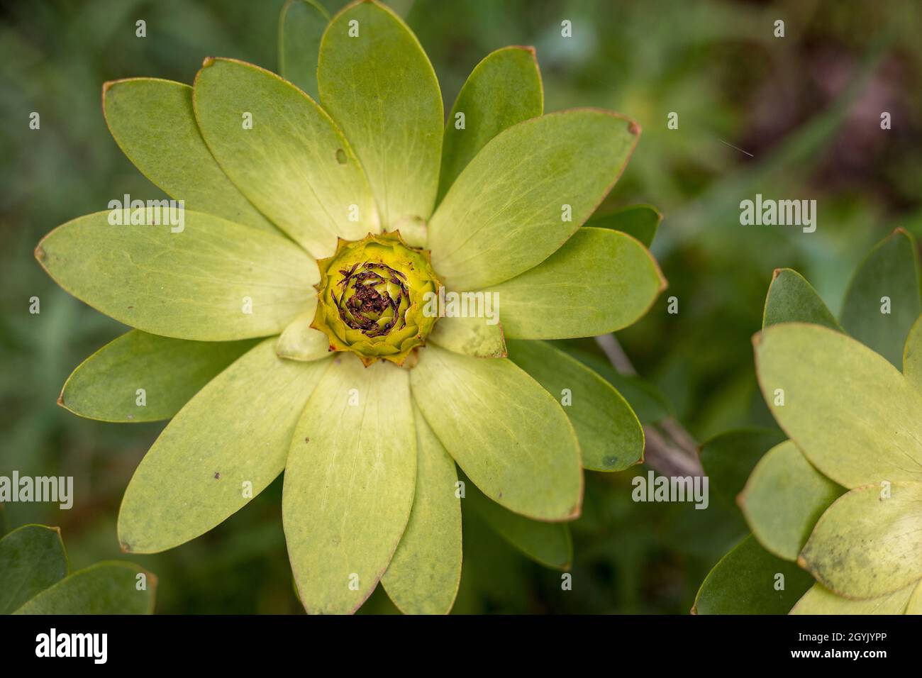 Leucadendron flor verde amarilla Foto de stock