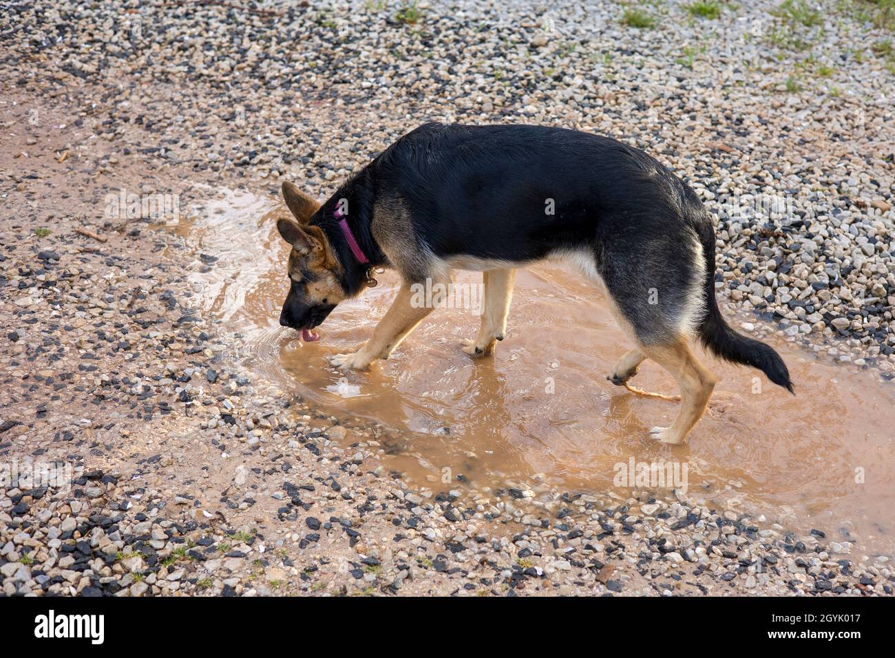 Joven pastor alemán o perro alsaciano en un charco fangoso Foto de stock