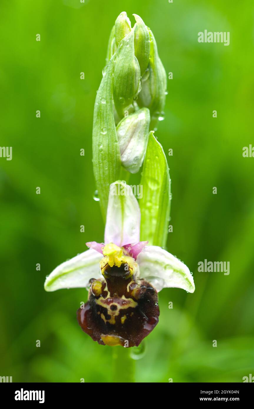 Orquídea de araña tardía Ophrys holoserica cubierta de gotas de lluvia Foto de stock