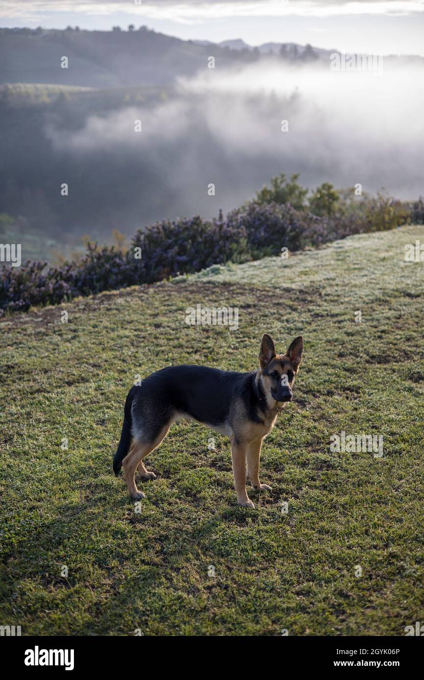 Alerta perro pastor alemán en una granja en Sudáfrica Foto de stock
