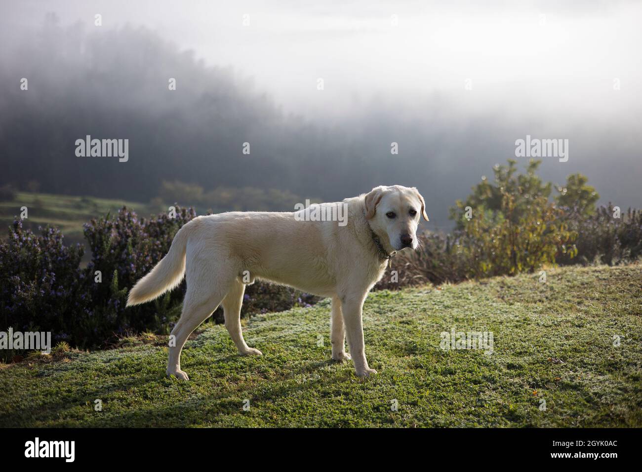 Labrador Retriever en una granja Foto de stock