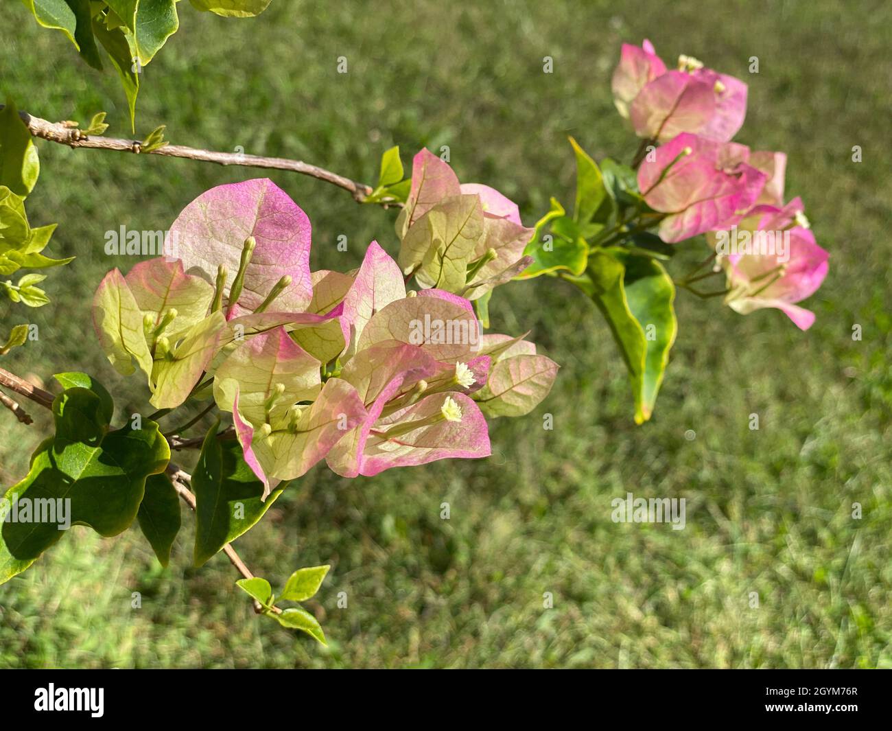 Buganvilla blanca fotografías e imágenes de alta resolución - Alamy