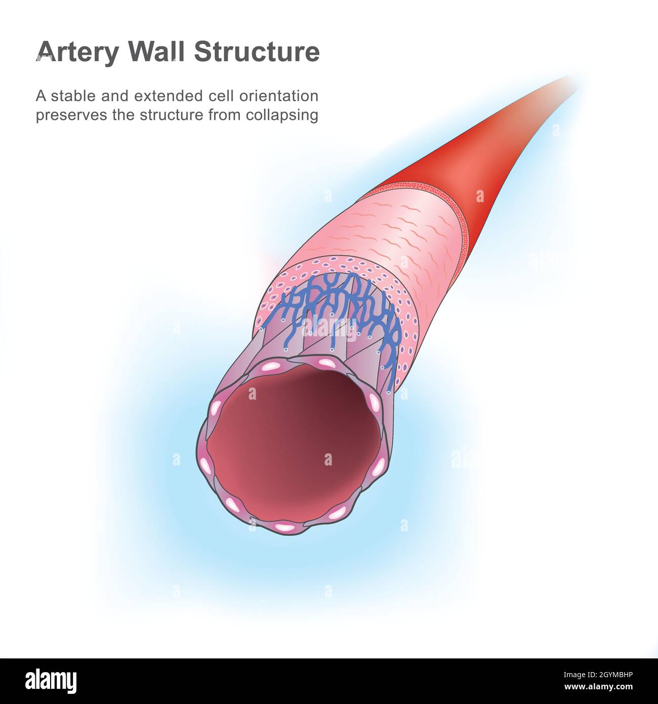 Estructura de la pared arterial. Esta figura que muestra una arteria humana en explica la célula endotelial estable y extendida. Ilustración del Vector