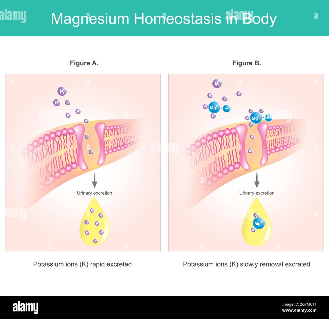 Homeostasis de magnesio en el cuerpo. Ilustración Explique los niveles de deficiencia de magnesio intracelular. Ilustración del Vector