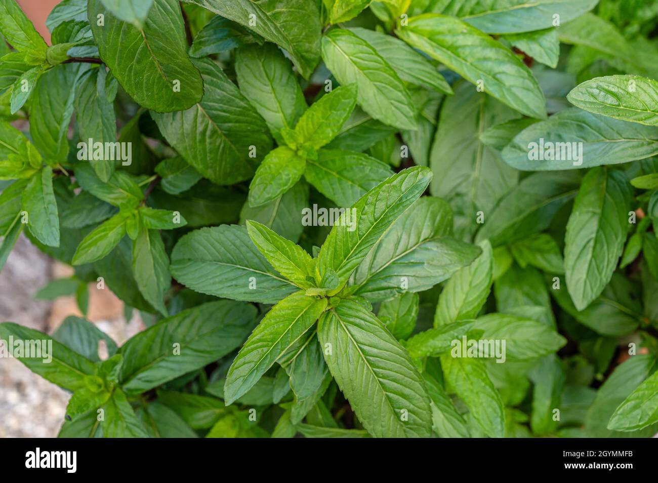 Especies de Mentha Chutney Planta Closeup Foto de stock