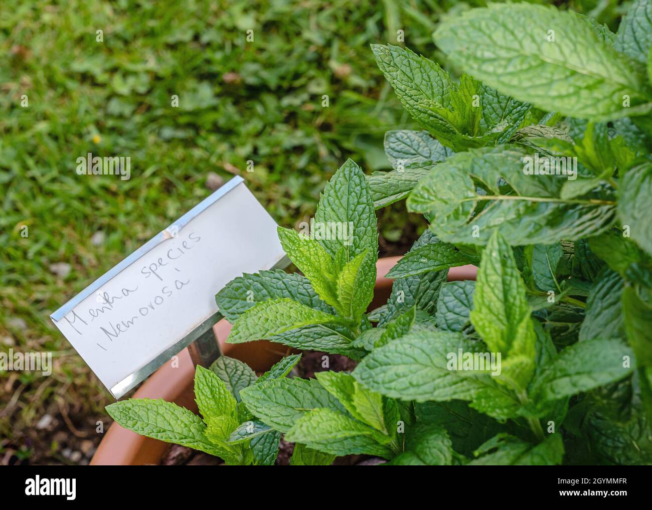 Especies de Mentha Nemorosa Planta Closeup Foto de stock