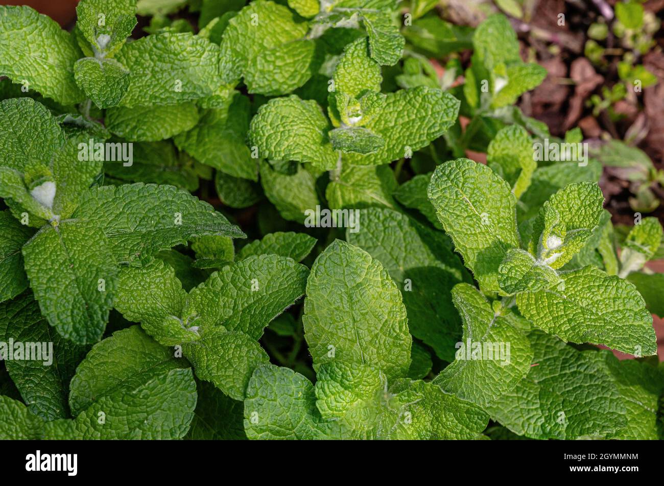 Especies de Mentha Closeup de la planta de Jokka Foto de stock