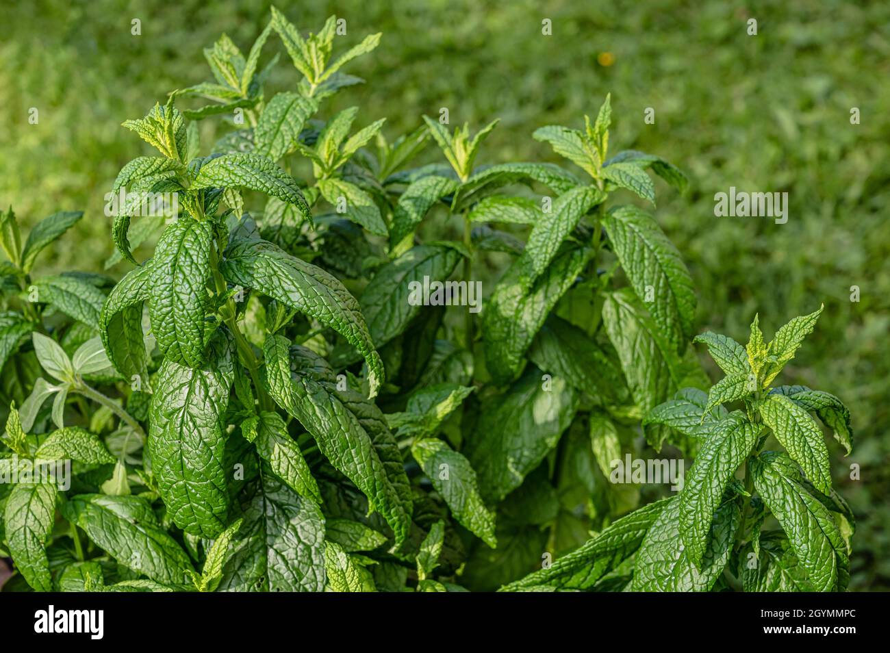 Especies de Mentha Closeup de la planta Dionysos Foto de stock