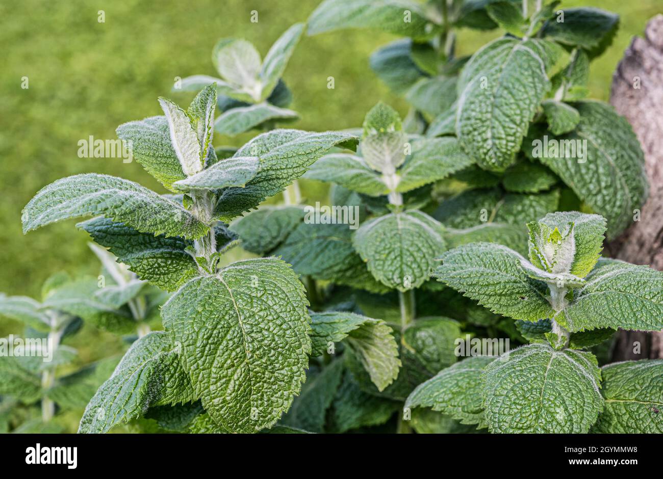 Especies de Mentha Hollandia Planta de primer plano Foto de stock