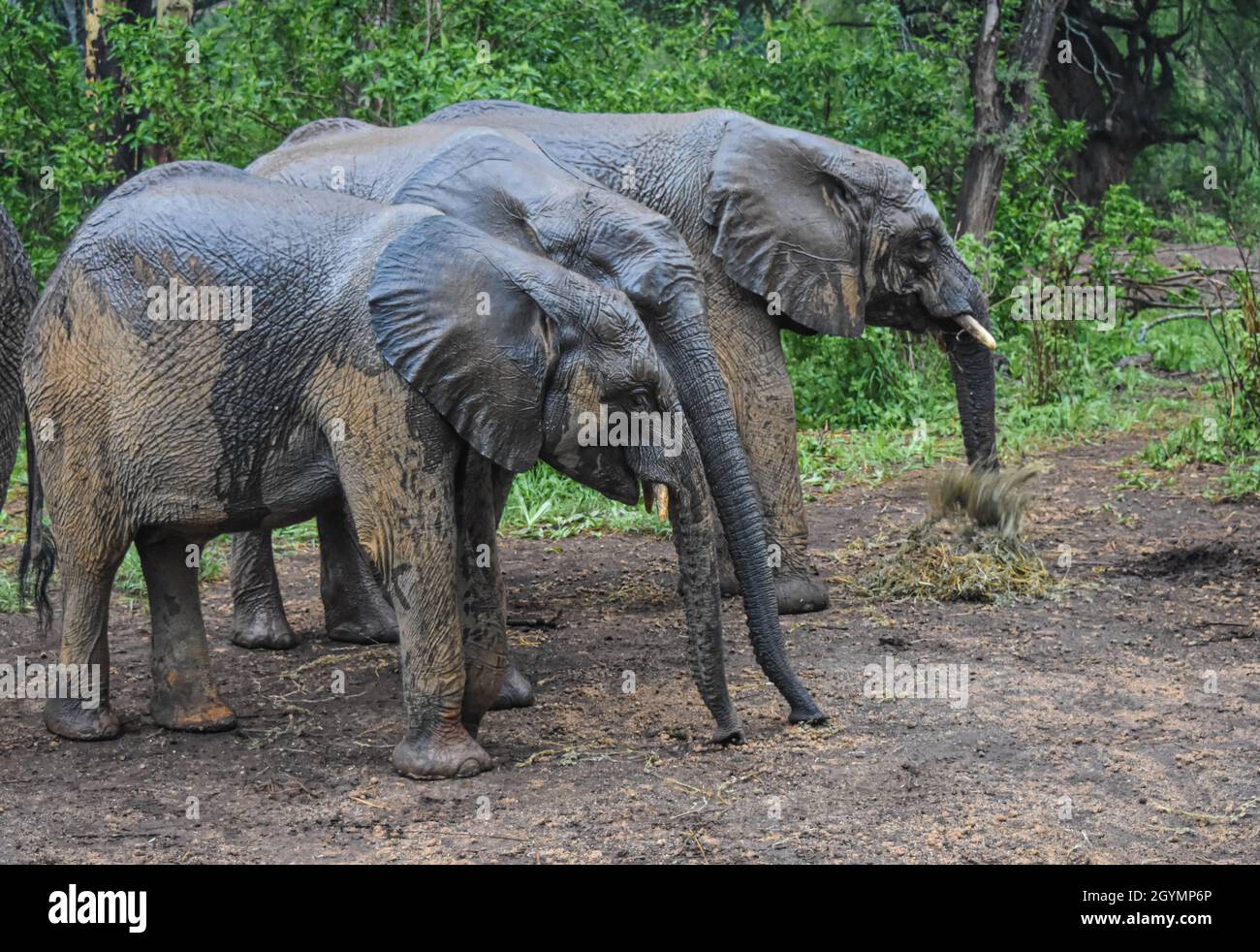 Jóvenes elefantes africanos (Loxodonta africana) en la nueva lluvia. Parque Nacional del Este de Tsavo, Kenia Foto de stock