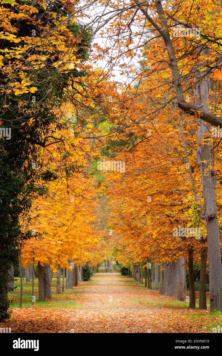 Camino del jardín en otoño, rodeado de árboles caducifolios, con hojas doradas, marrones y amarillas y con el suelo lleno de hojas caídas. Concepto de otoño. Foto de stock