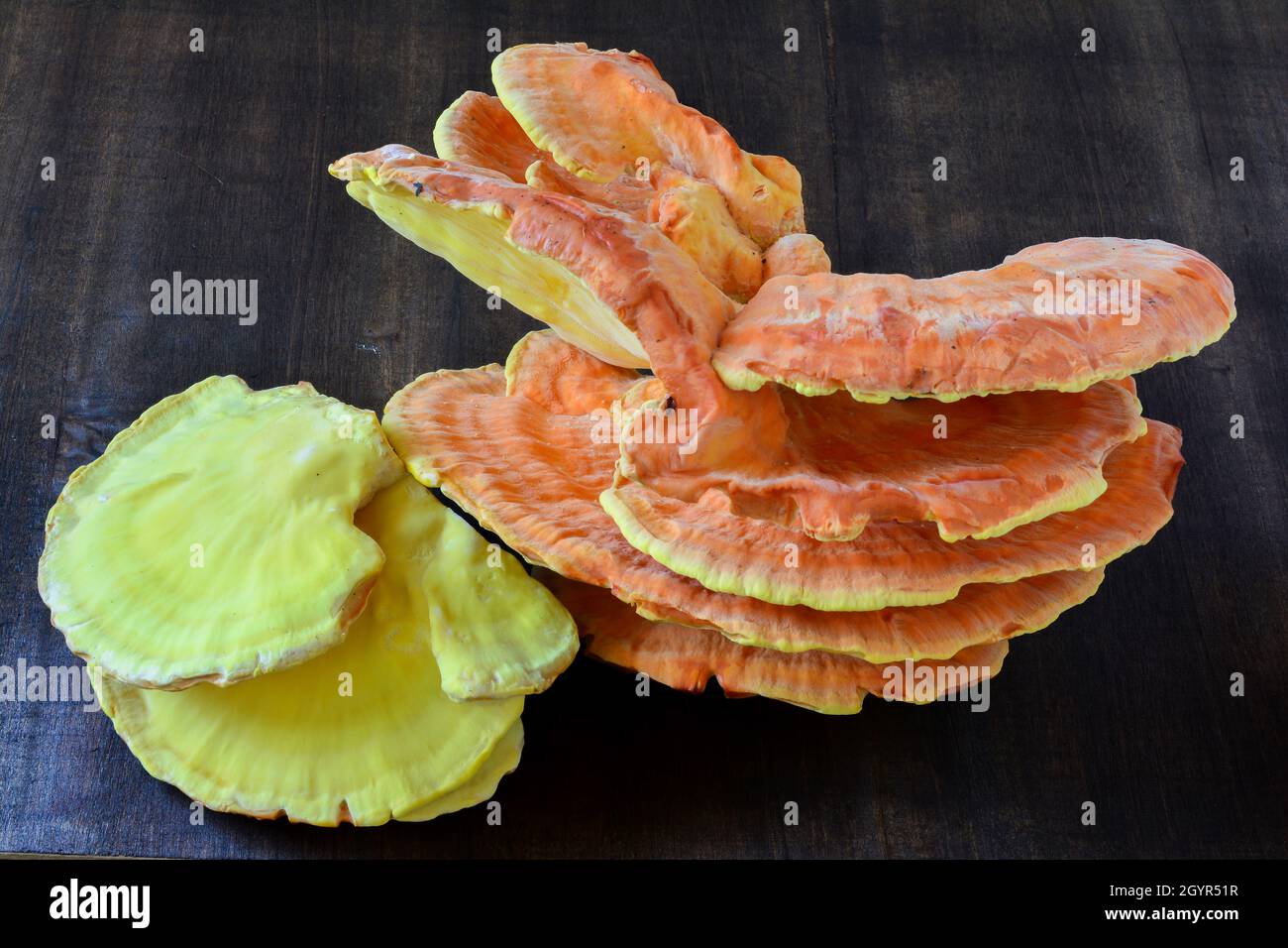 Laetiporus sulfureus, o cangrejo-de-la-madera, polypore de azufre, estante de azufre, o pollo-de-la-madera, cuerpo de fruta cosechada sobre fondo de madera oscura Foto de stock