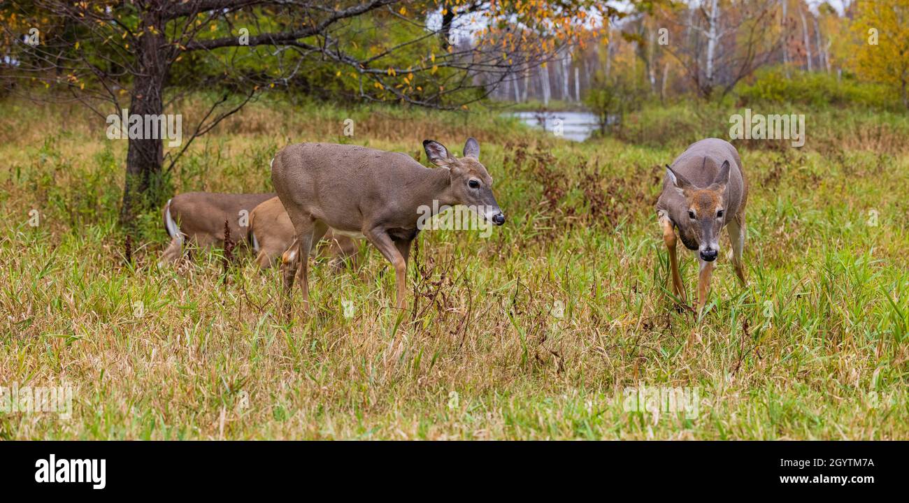 Whitetail doe actuando agresivamente hacia otra doe. Foto de stock