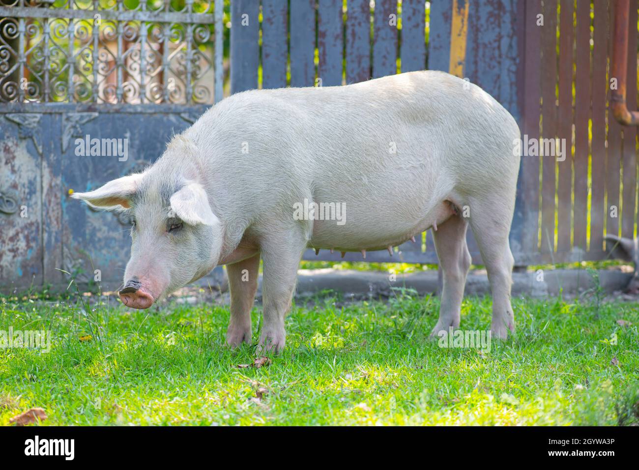 cerdo rosado caminando alrededor del patio y comiendo hierba Foto de stock