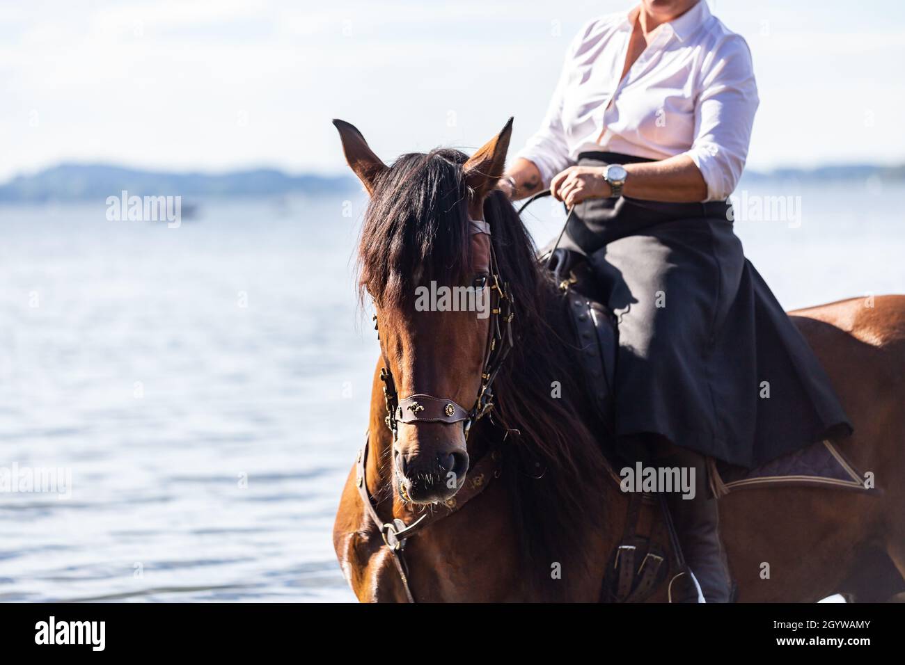 Arte de montar a caballo clásico: Un jinete en una falda de montar a  caballo en la bahía pura raza espanola Fotografía de stock - Alamy