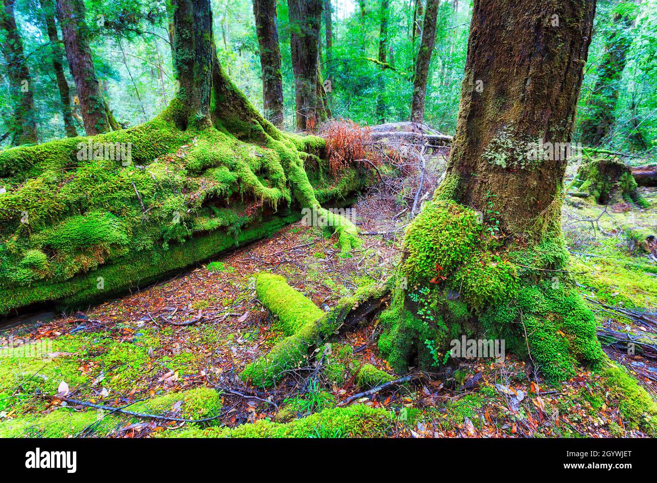 Gruesos troncos de árboles cubiertos de musgo verde en la selva tropical de Tasmania - Parque Nacional Franklin-Gordon de ríos salvajes. Foto de stock