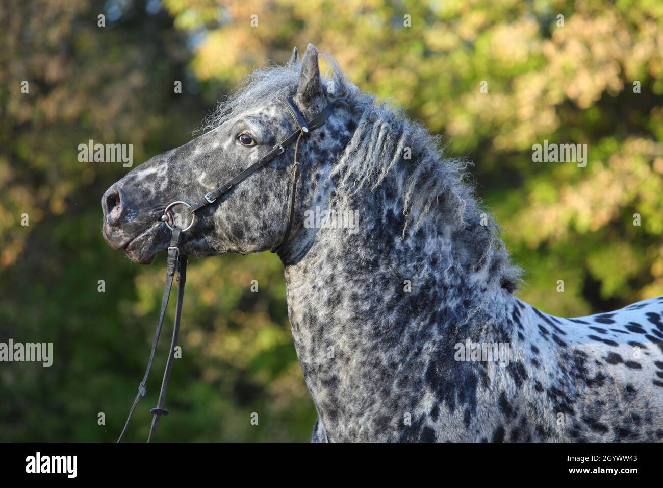 Caballo leopardo appaloosa galopando en el rancho de otoño Foto de stock