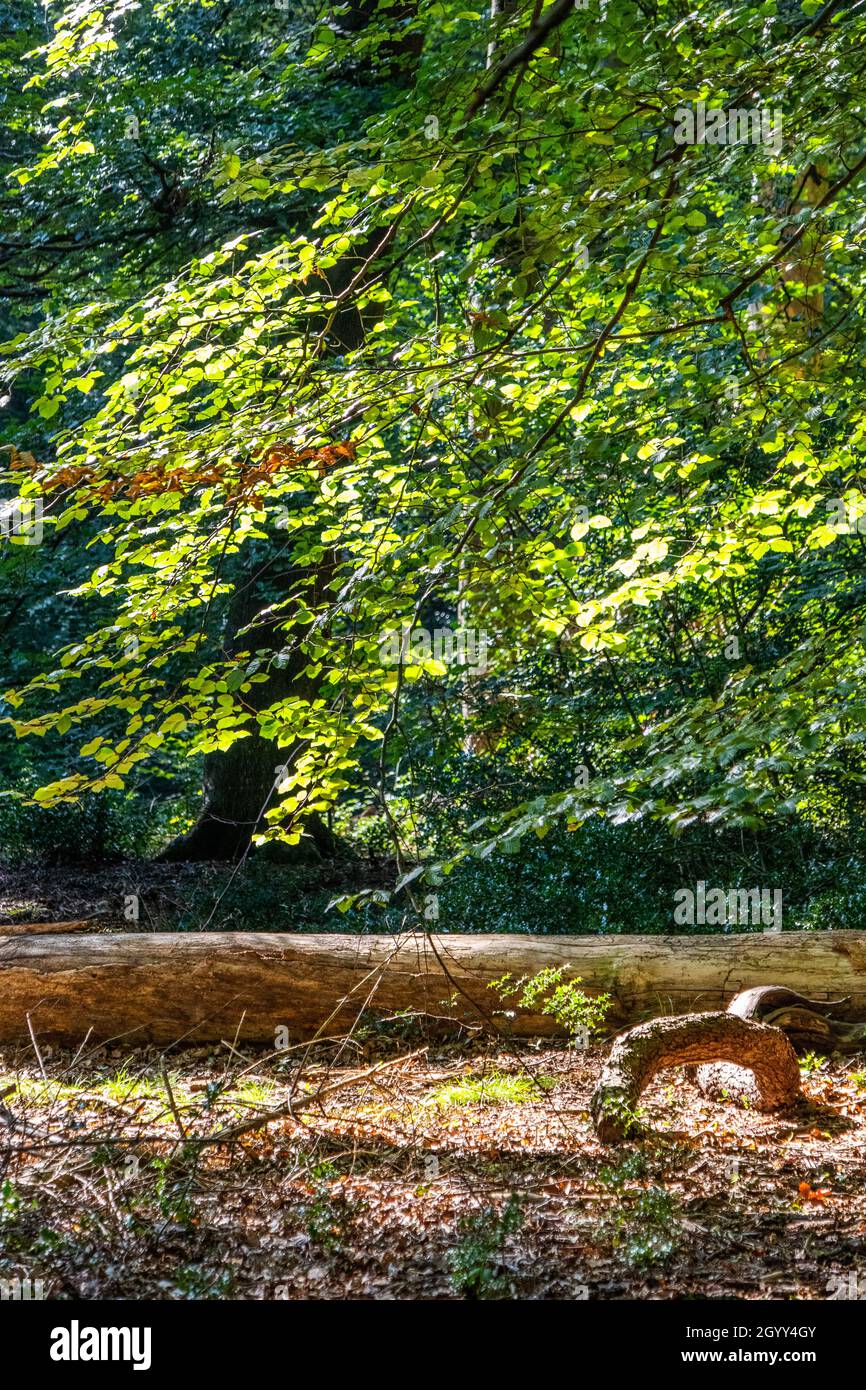 Burnham Beeches en verano, Buckinghamshire, Inglaterra, Reino Unido Foto de stock