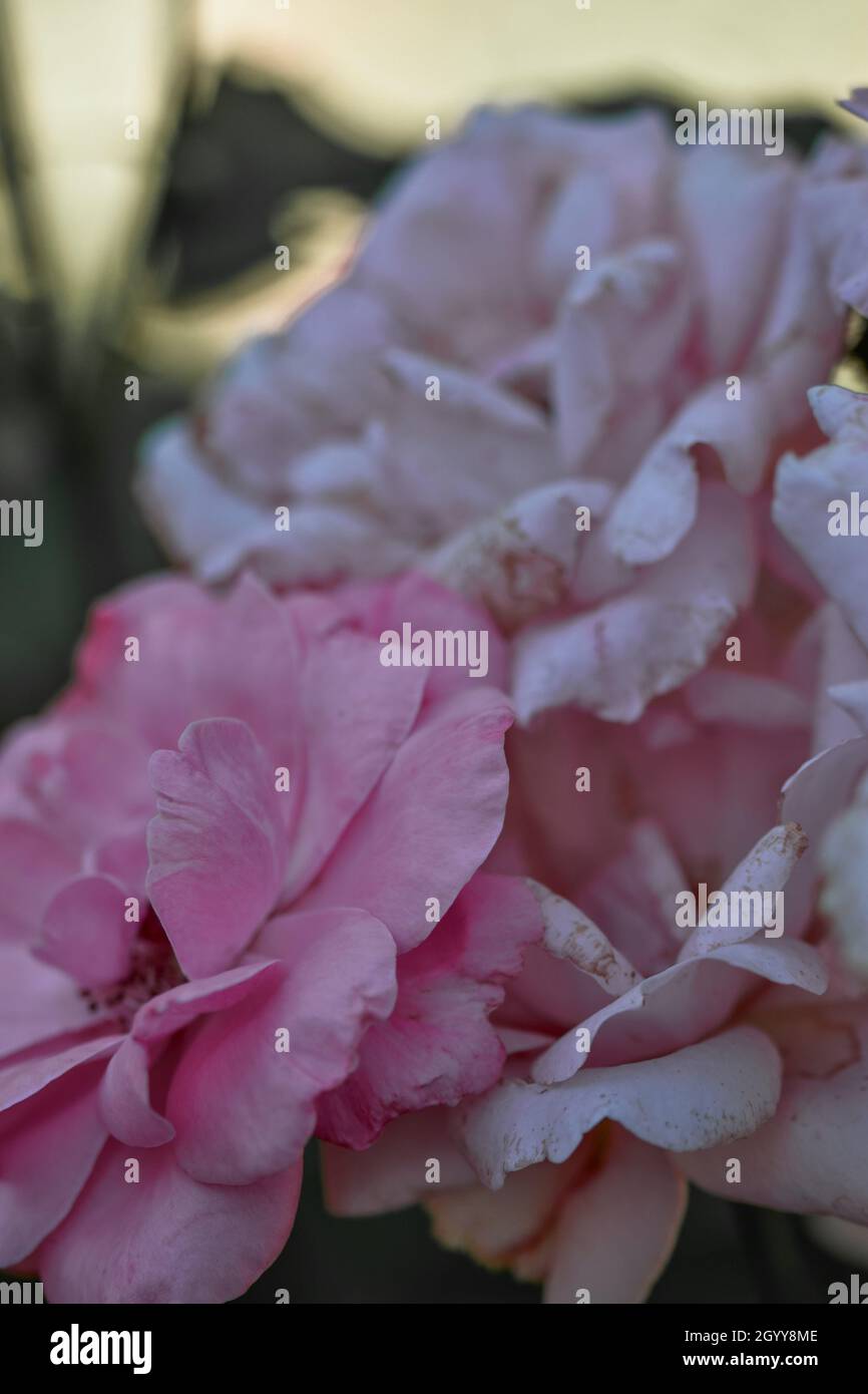 Una foto de primer plano de flores de color rosa gloxinia Fotografía de  stock - Alamy