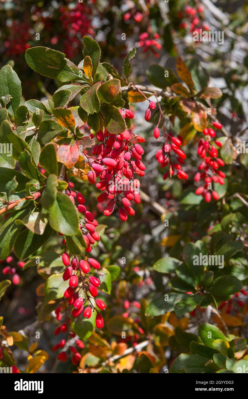 Bush con bayas de arándano rojo en las montañas de Karachay-Cherkessia Foto de stock