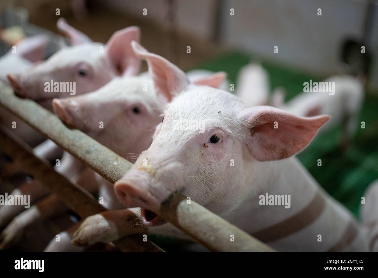 Grupo de lechones de pie sobre dos patas en la valla y la comida espera  Fotografía de stock - Alamy