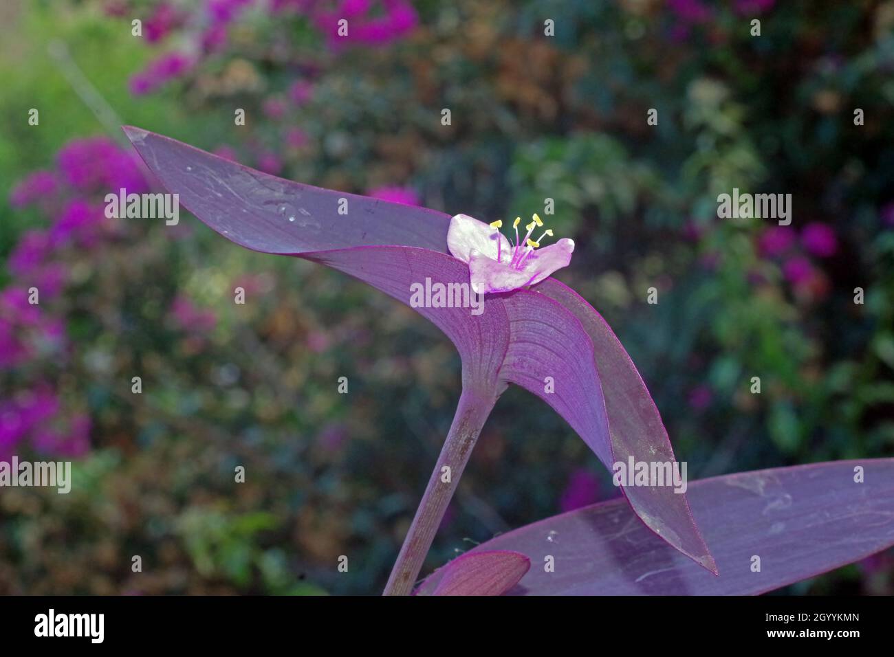 Primer plano del corazón morado (setcreasea purpurea) Foto de stock