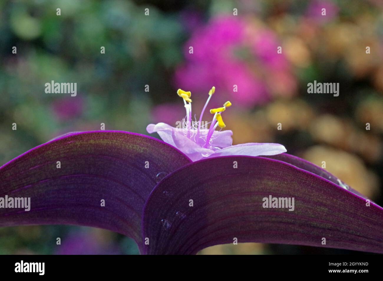 Primer plano del corazón morado (setcreasea purpurea) Foto de stock