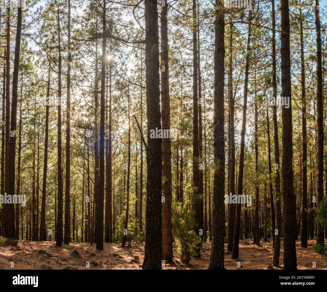 Día de verano en el paisaje del bosque, los árboles con luz solar Foto de stock