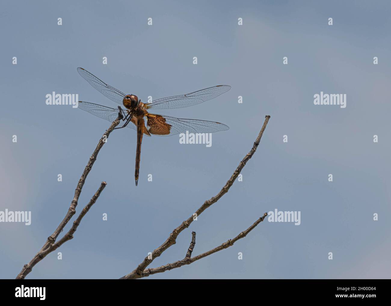 Golden Saddlebag Dragonfly con diseños negros en sus delicadas alas agarrando una ramita sobre un cielo nublado azul pastel. Foto de stock