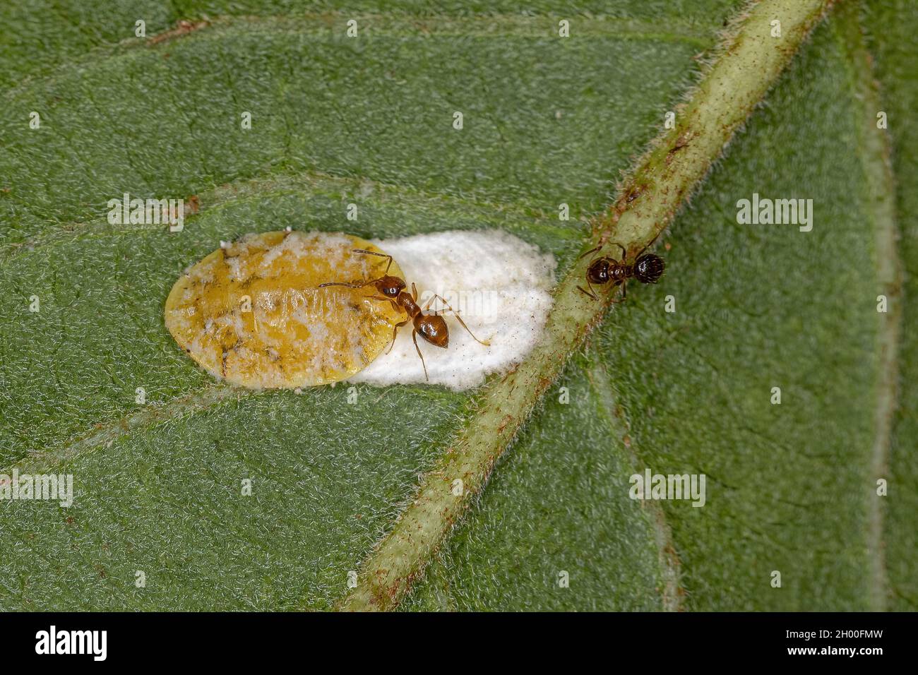 Superfamilia coccoidea fotografías e imágenes de alta resolución - Alamy