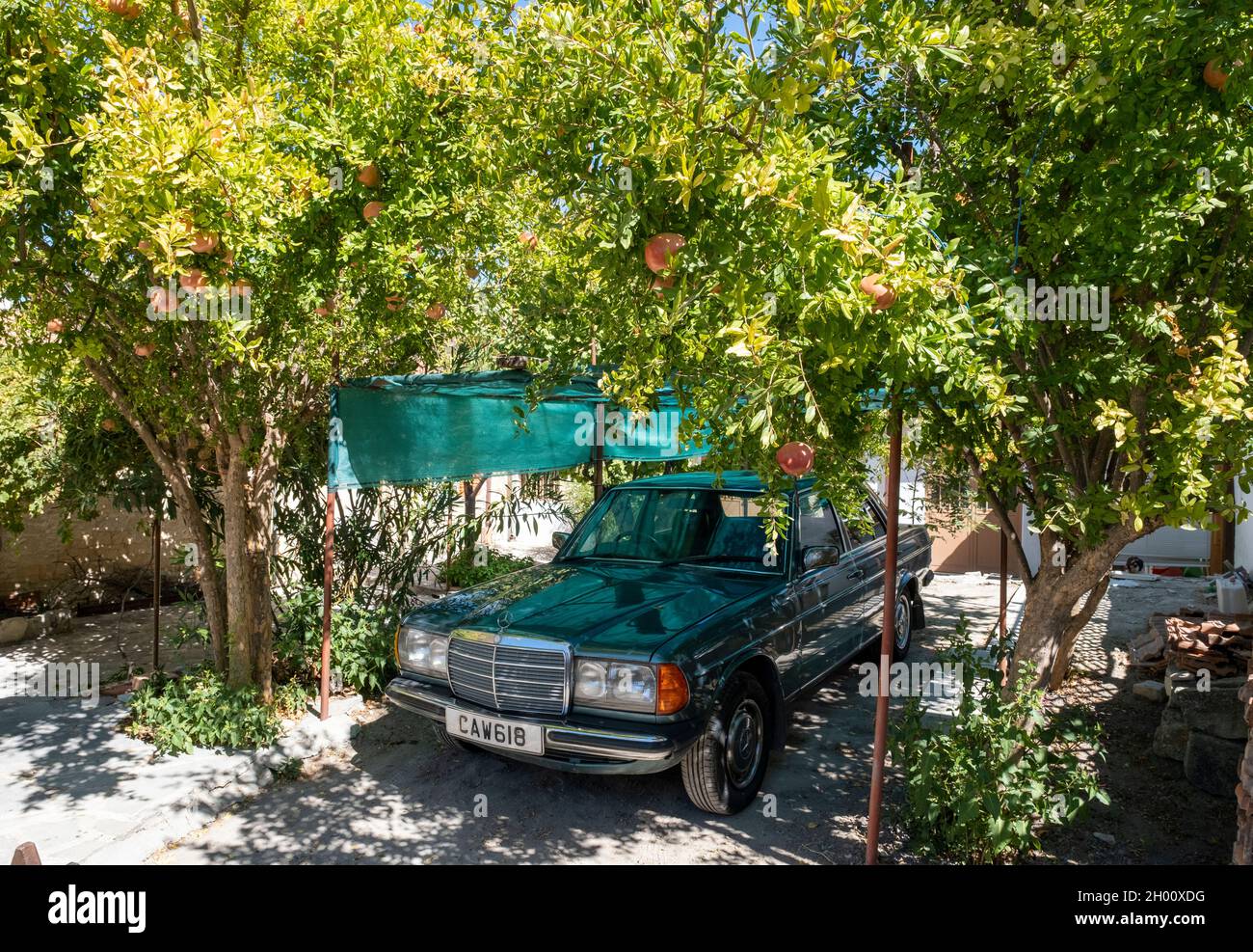 Viejo coche Mercedes Benz bajo el abrigo de un árbol de Pomegranate, Arsos  Village, Chipre Fotografía de stock - Alamy