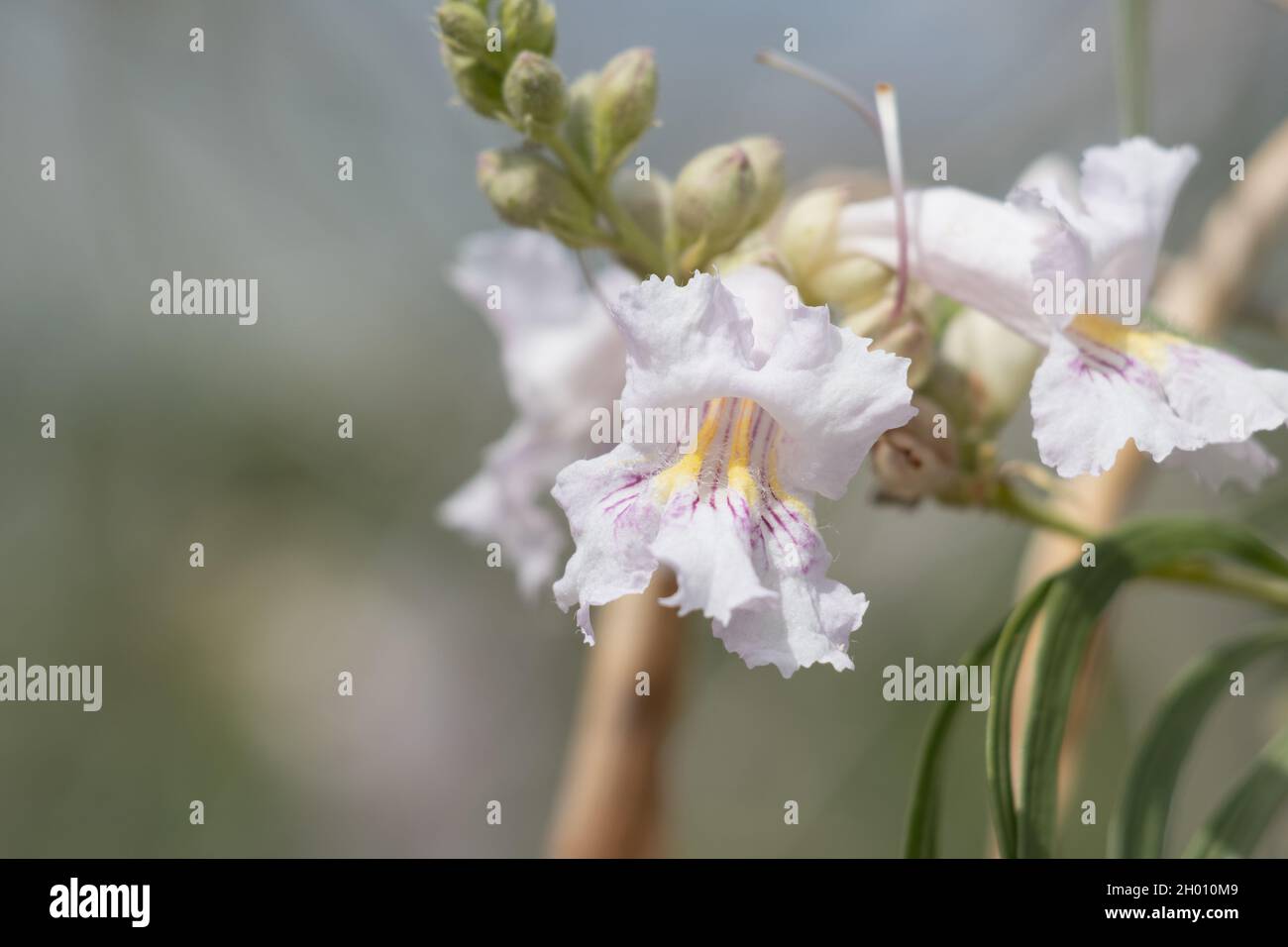 Inflorescencia de racimos blancos de sauce del desierto, Chilopsis linearis, Boraginaceae, nativa de la reserva del cañón Big Morongo, desierto de Mojave del sur, primavera. Foto de stock