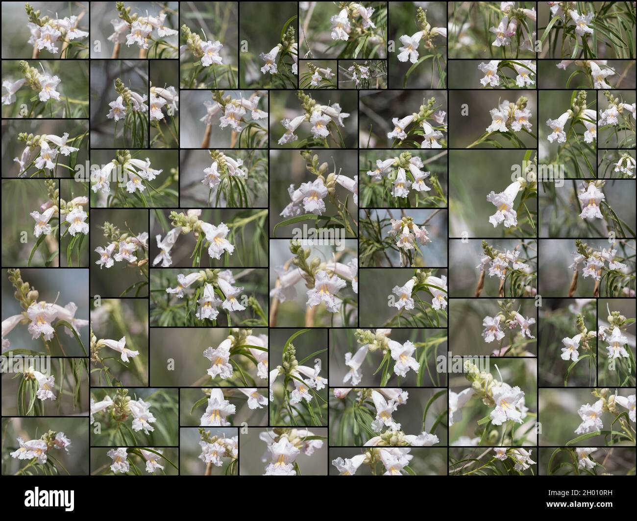 Collage de inflorescencias de racimos blancos en el desierto de sauce, Chilopsis linearis, Bignoniaceae, nativo en el sur del desierto de Mojave, primavera de 2021. Foto de stock