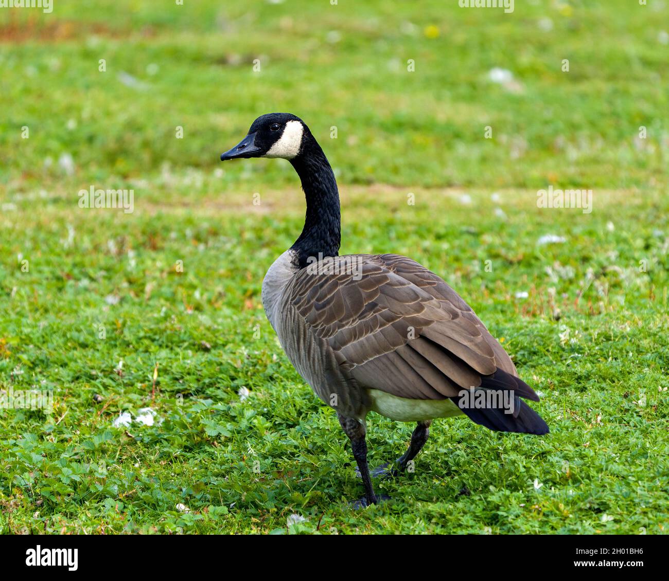 Vista de perfil de primer plano de Canadian Geese en un campo con fondo y césped en primer plano, mostrando plumaje de pluma marrón, cuerpo marrón en su hábitat Foto de stock