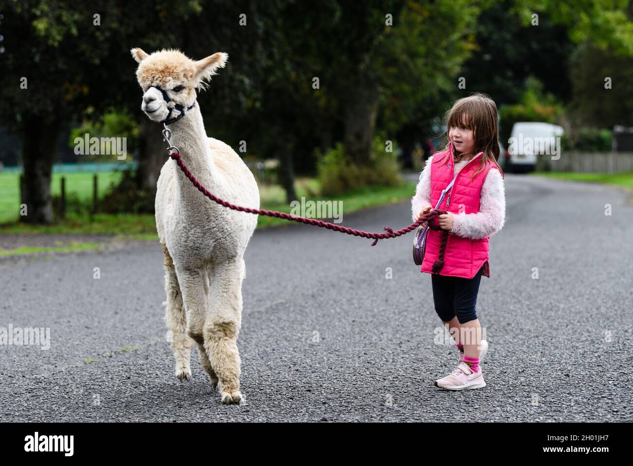 **Fotos gratis** Foto: Velvet Hall Alpacas Akoya con 5 años de edad Teaghan Logan El primer Festival del Águila Dorada del Reino Unido, organizado por el Sur Foto de stock