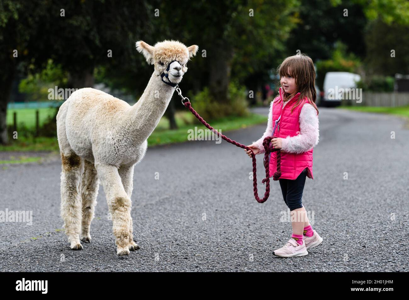 **Fotos gratis** Foto: Velvet Hall Alpacas Akoya con 5 años de edad Teaghan Logan El primer Festival del Águila Dorada del Reino Unido, organizado por el Sur Foto de stock