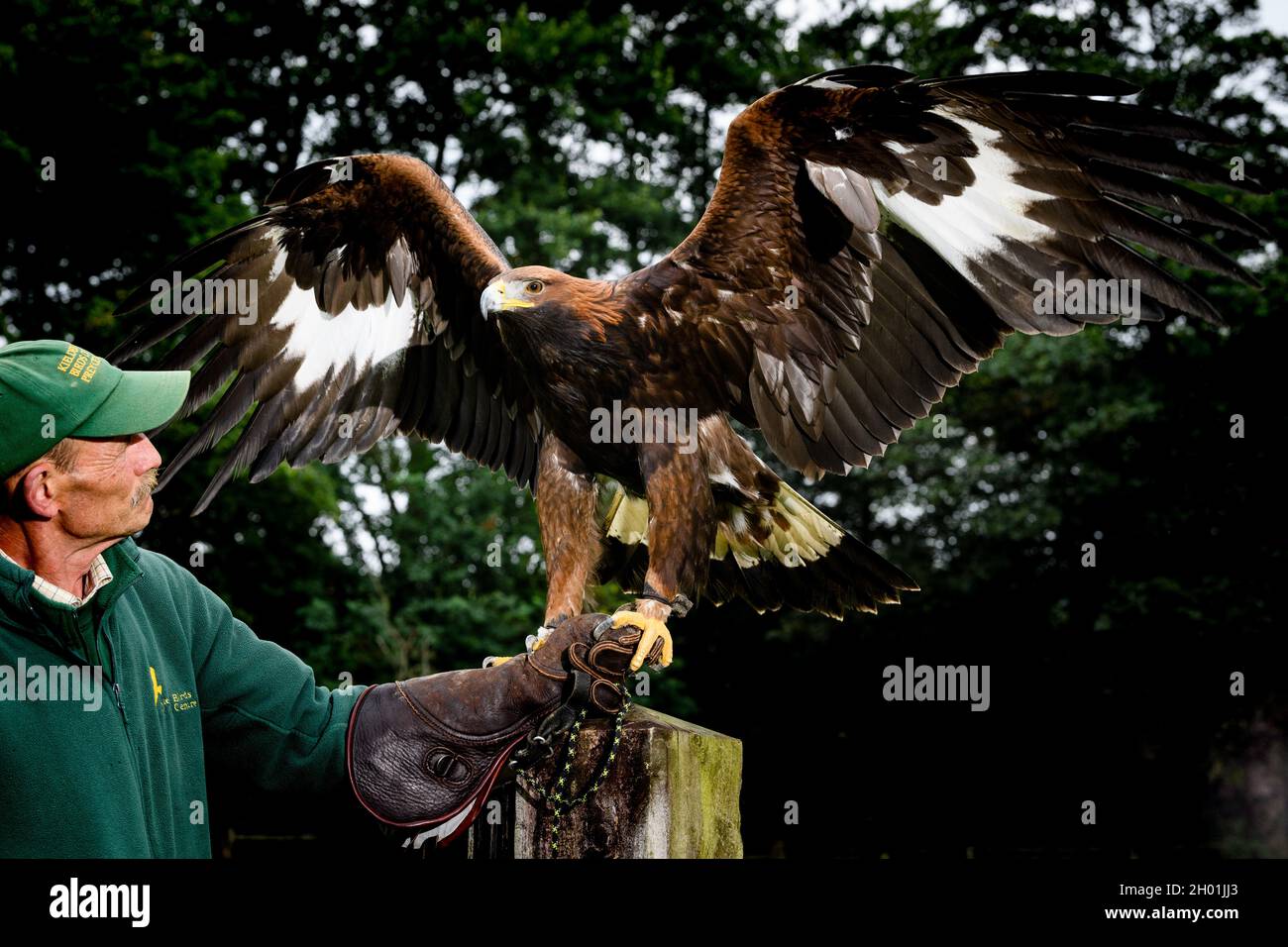 **Fotos gratis** Foto: Saphire El Águila Dorada y Ray Lowden del pájaro Kielder de Prey El primer festival del águila dorada del Reino Unido, Orga Foto de stock