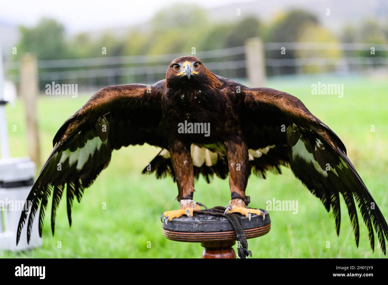 **Los Pics son de uso gratuito** En la foto: Saphire El Águila Dorada El primer Festival del Águila Dorada del Reino Unido, organizado por el Sur de Escocia, el Águila Dorada Fe Foto de stock