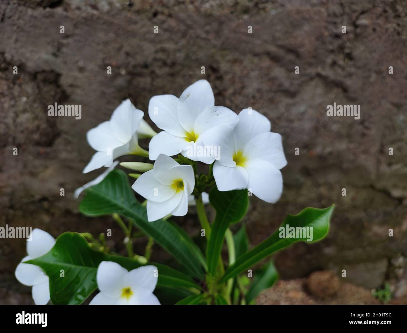 Un primer plano de las flores de chile verde que crecen en el jardín sobre  un fondo de pared de piedra Fotografía de stock - Alamy