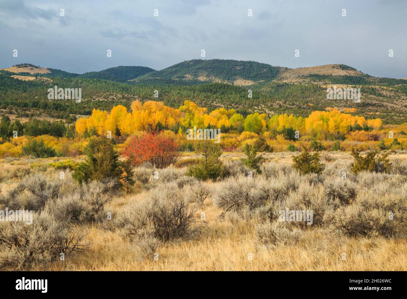 colinas sobre colores otoñales en el profundo valle creek cerca de townsend, montana Foto de stock