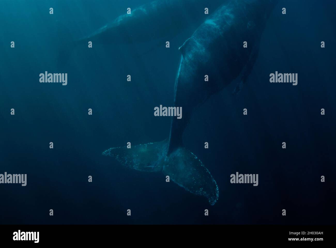 Colas de ballenas jorobadas, Megaptera novaeangliae, natación con aleta cubierta de barnacles, Port St. Johns, Wild Coast, Eastern Cape, Transkei Foto de stock