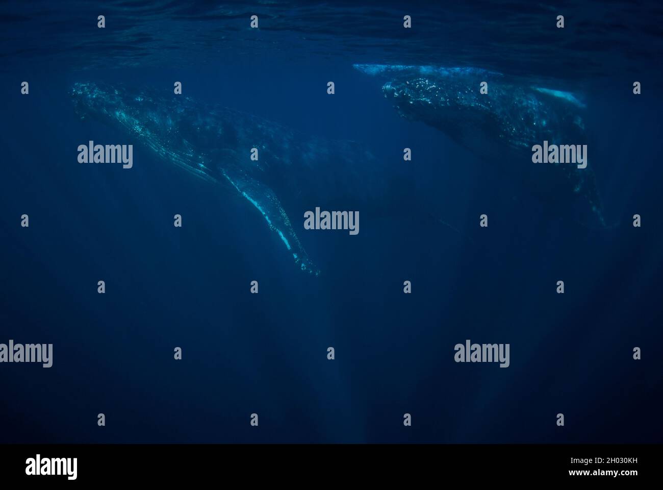Par de ballenas jorobadas, Megaptera novaeangliae, nadando cerca de la superficie con aleta cubierta de barnacles, Port St. Johns, Wild Coast, Eastern Cape Foto de stock