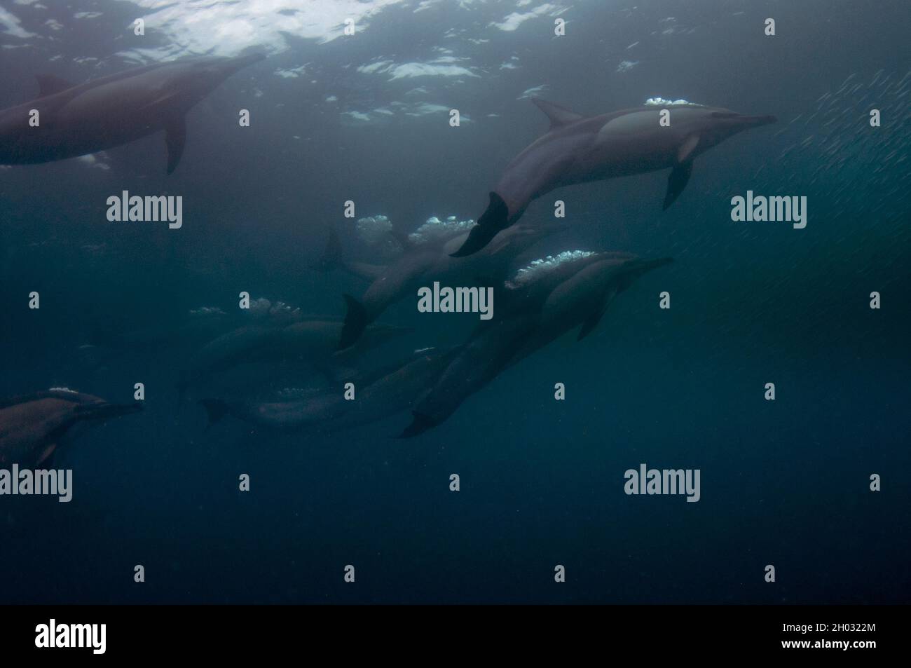 Delphinus capensis, Delphinus capensis, burbujas soplantes alimentándose en la escuela de pilchards del sur de África, Sardinops sagax, Port St. Johns Foto de stock