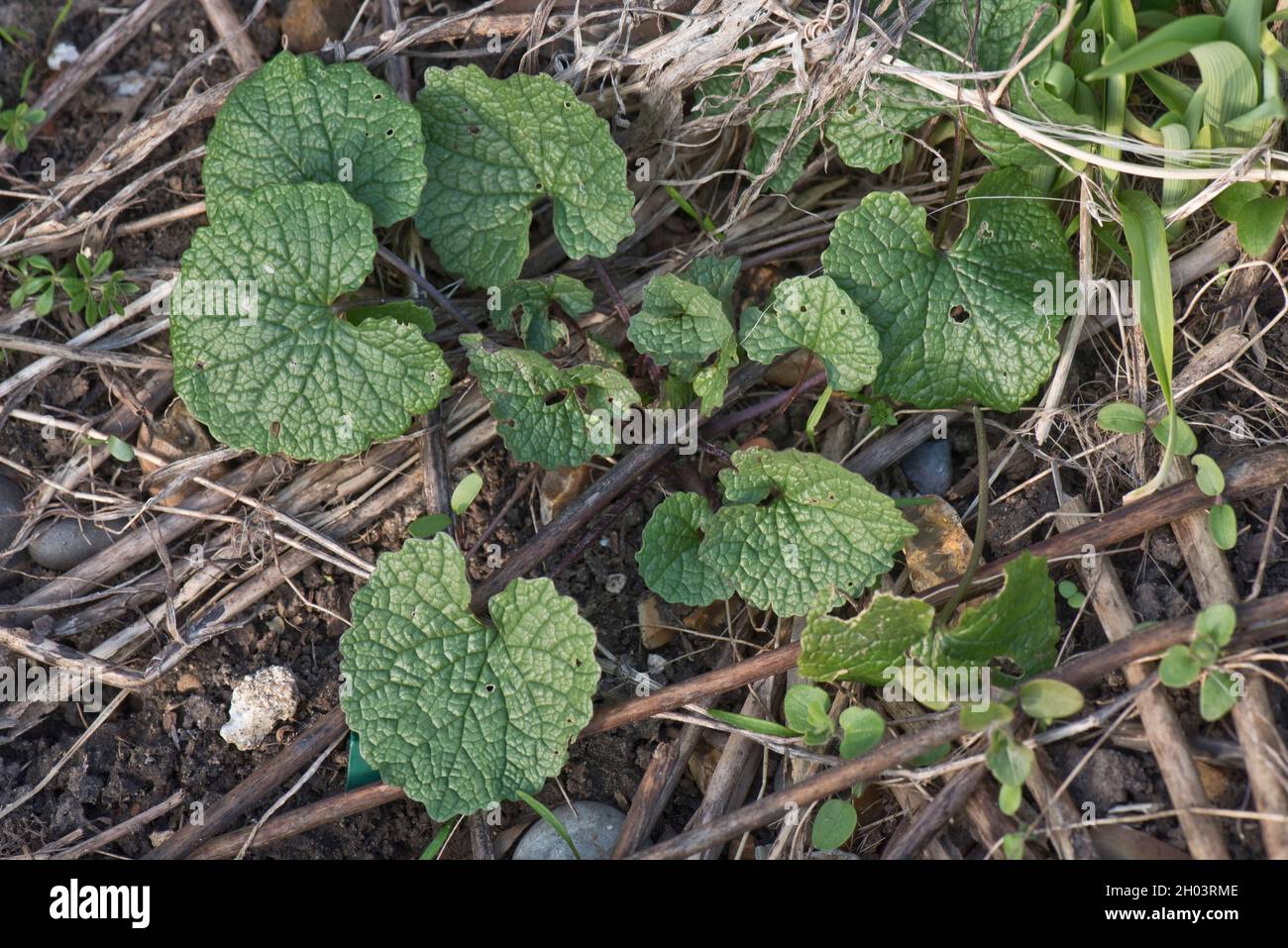 Mostaza de ajo, ajo de la cobertura o gato-por-la-cobertura (Alliaria petiolata) hierba joven de la planta y anfitrión a la mariposa de la punta naranja, Berkshire, marzo Foto de stock