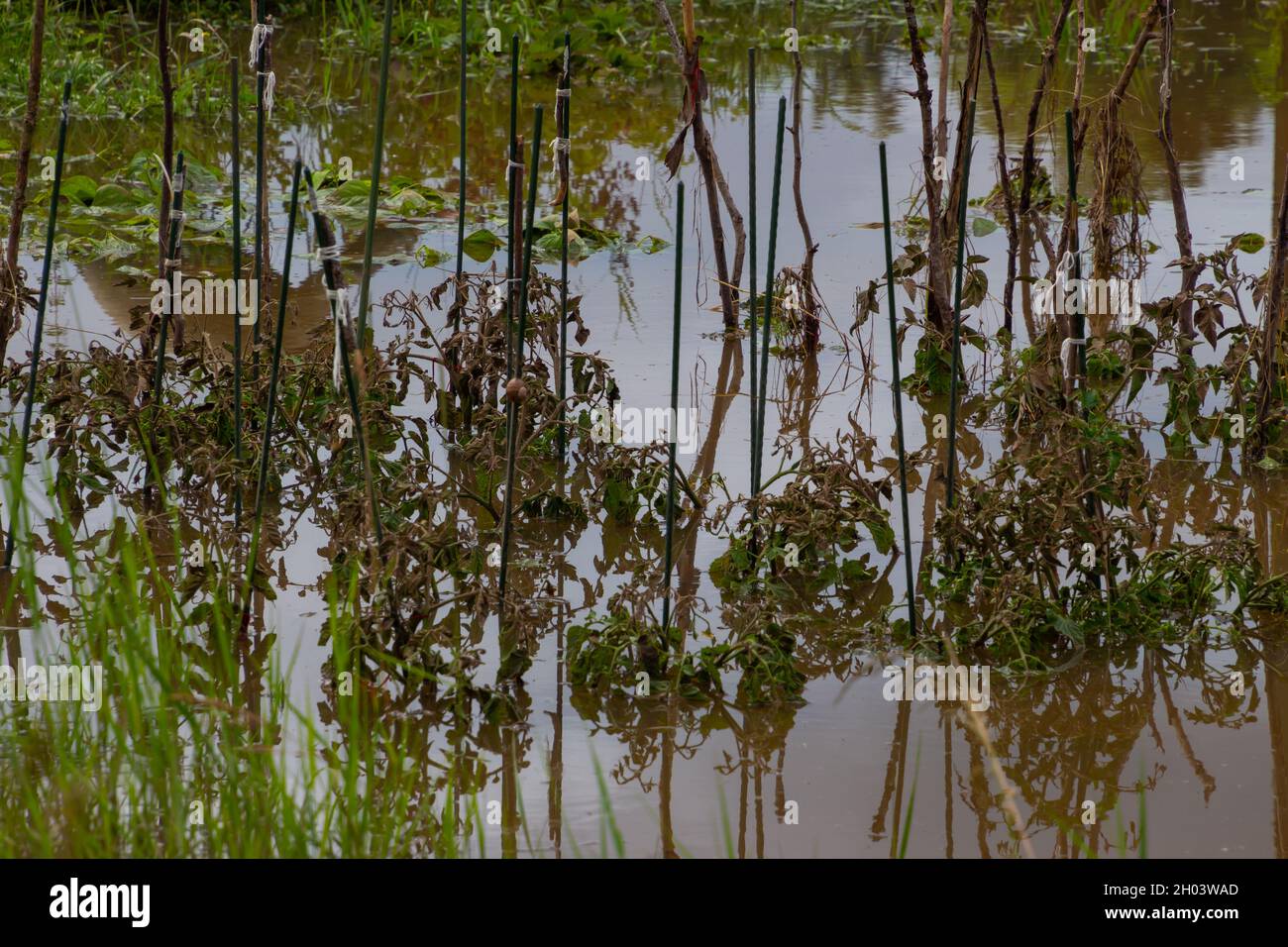 Daños causados por inundaciones en plantas de tomate que se encuentran en el agua Foto de stock