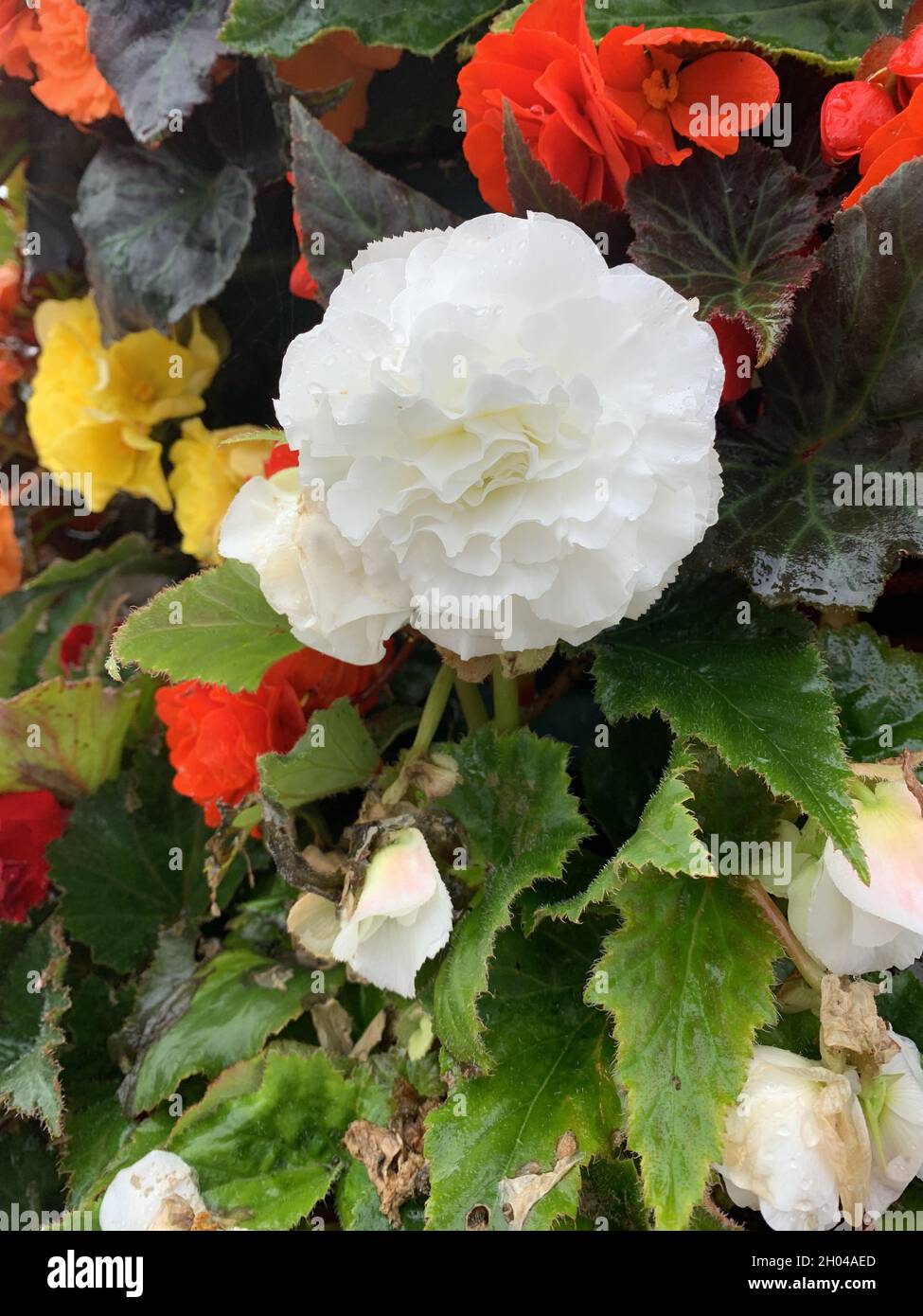 Flor de begonias tuberosas fotografías e imágenes de alta resolución -  Página 4 - Alamy