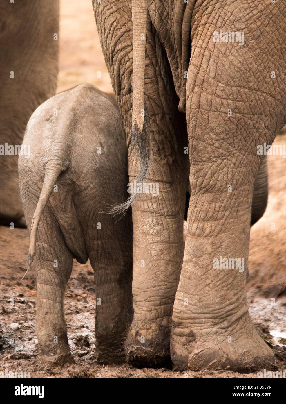 Un bebé elefante está al lado de su madre, mirando lejos de la cámara. Foto de stock